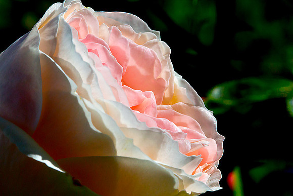 Macro-7937 copy