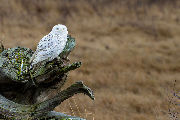 Snowy-Owls-January-25-2011-6046 copy