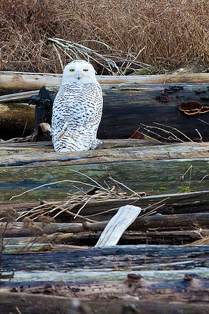 Snowy-Owls-January-25-2011-6618 copy