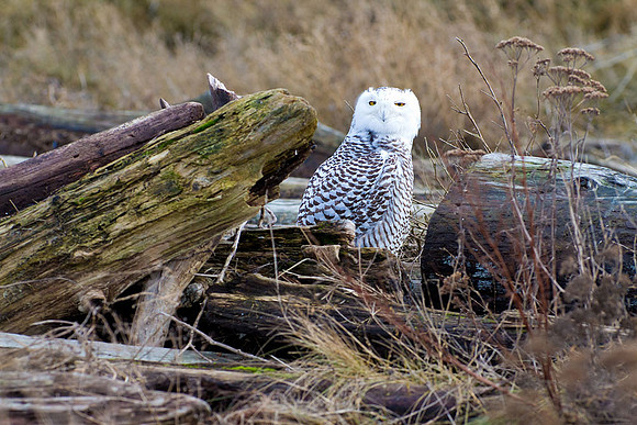 Snowy-Owls-January-25-2011-6198 copy