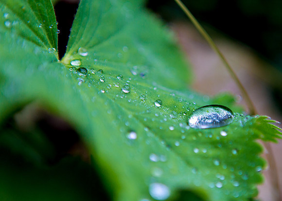 Macro-7917 copy