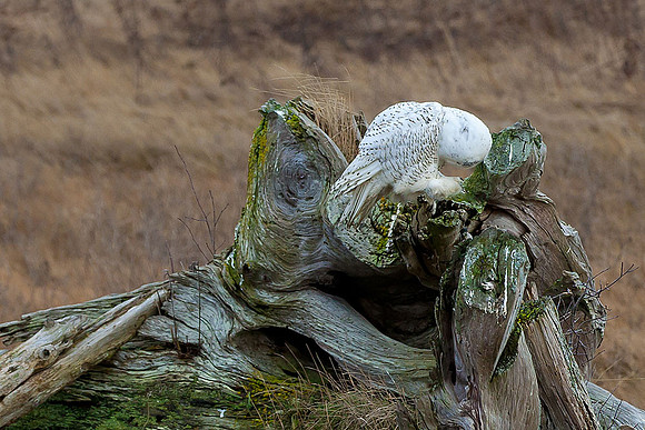 Snowy-Owls-January-25-2011-6572 copy