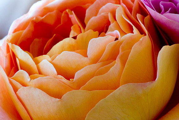Macro-7940 copy