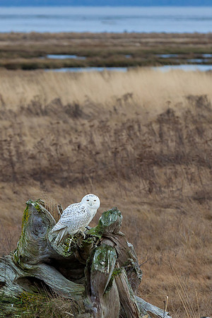 Snowy-Owls-January-25-2011-6573 copy
