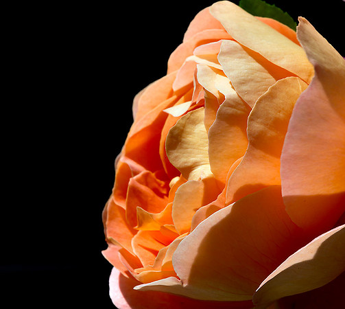 Macro-7931 copy