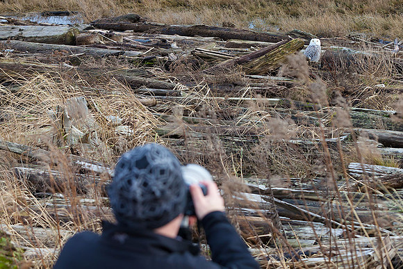 Snowy-Owls-January-25-2011-6668 copy