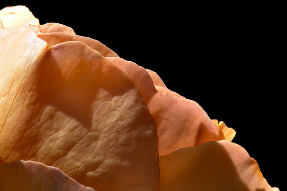 Macro-7930 copy