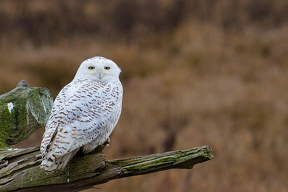 Snowy-Owls-January-25-2011-6017 copy