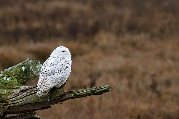 Snowy-Owls-January-25-2011-6029 copy