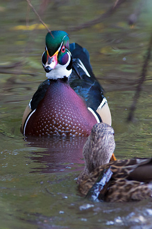 Duck Pond-9109