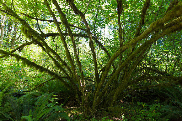 Campbell Valley Park-2154