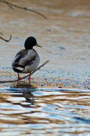 Duck Pond-3823