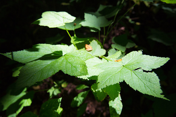 Campbell Valley Park-2157