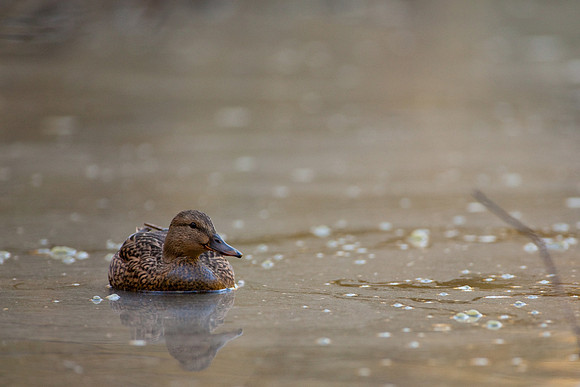 Duck-Pond-0090