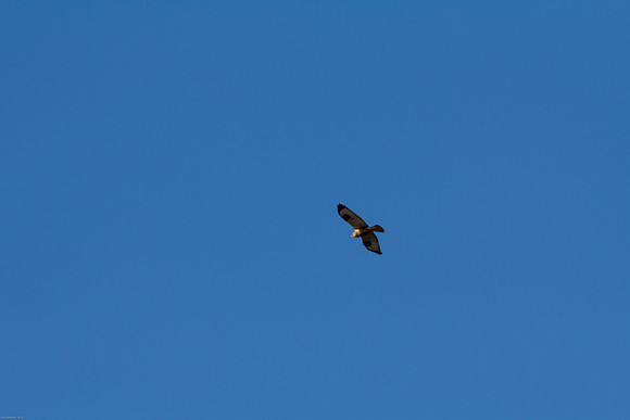 Ducks Unlimited November 2012 - Doug's Photos-8107