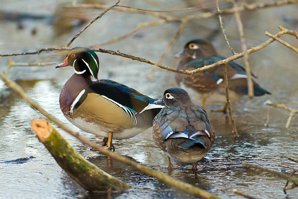Duck Pond-3794