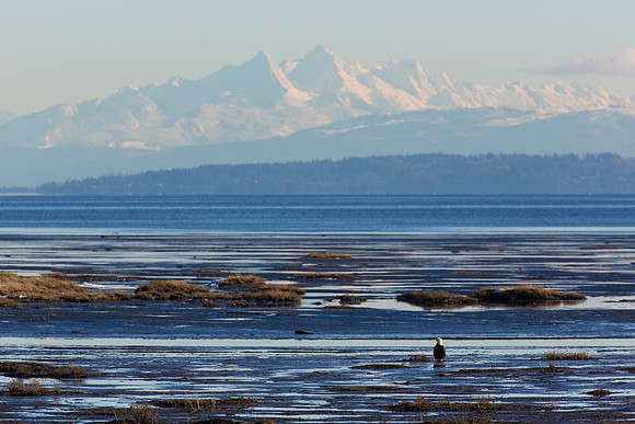 Snowy Owls At Boundary Bay-0190