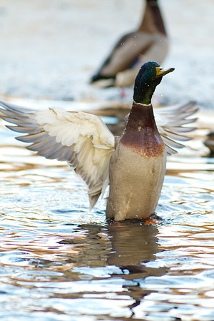 Duck Pond-3819