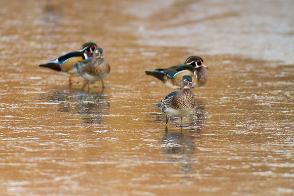 Duck Pond-3780