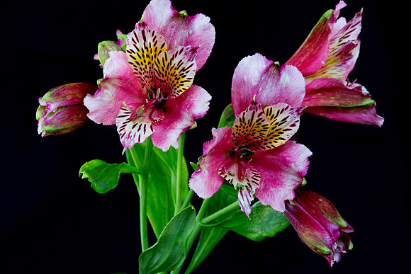 Macro-7925 copy