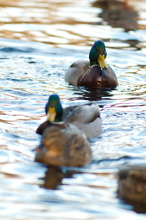 Duck Pond-3816