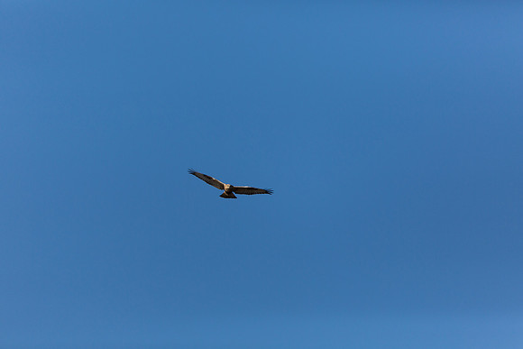 Ducks Unlimited November 2012-9183