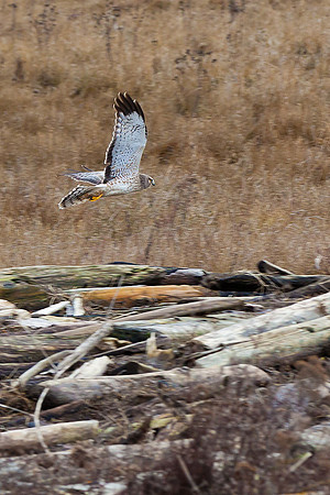 Snowy-Owls-January-25-2011-6590 copy