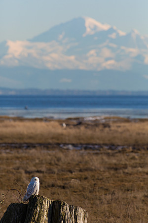 Snowy Owls At Boundary Bay-0202