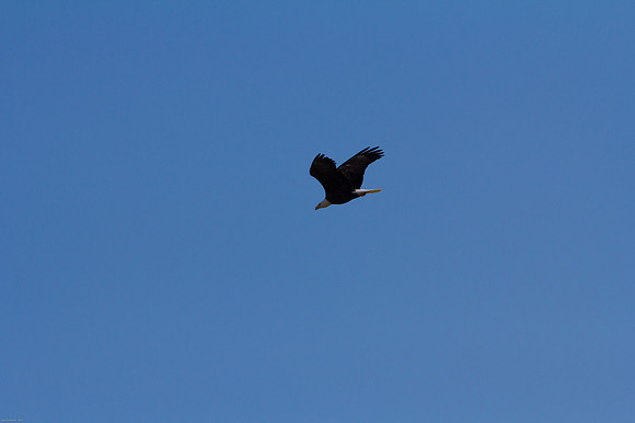 Ducks Unlimited November 2012 - Doug's Photos-8108