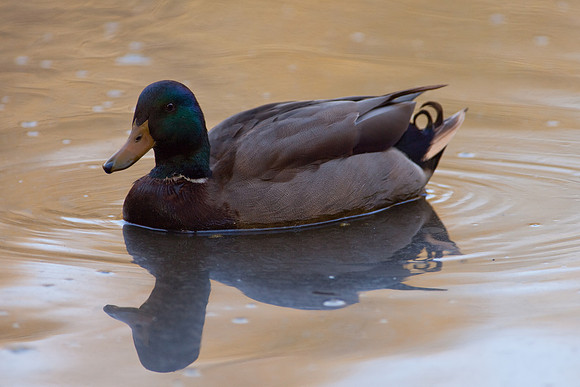 Duck-Pond-0074