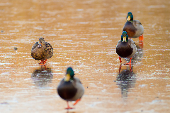 Duck Pond-3712