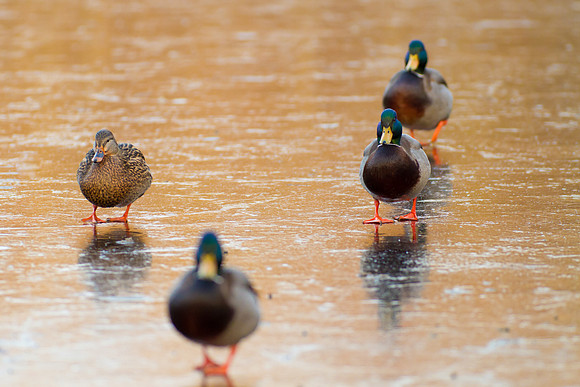 Duck Pond-3713
