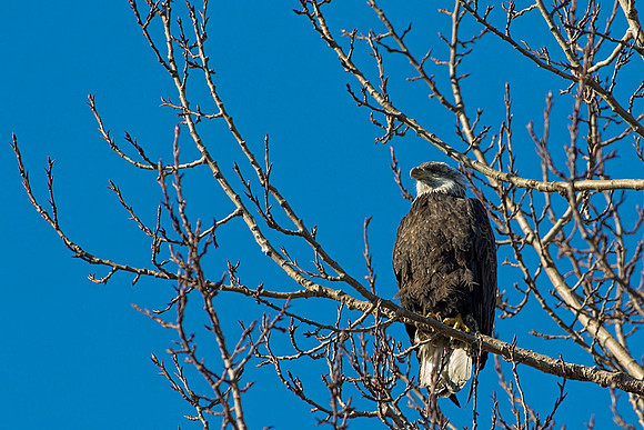 Snowy Owls At Boundary Bay-0167 copy