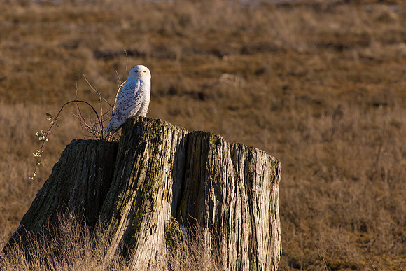 Snowy Owls At Boundary Bay-0197