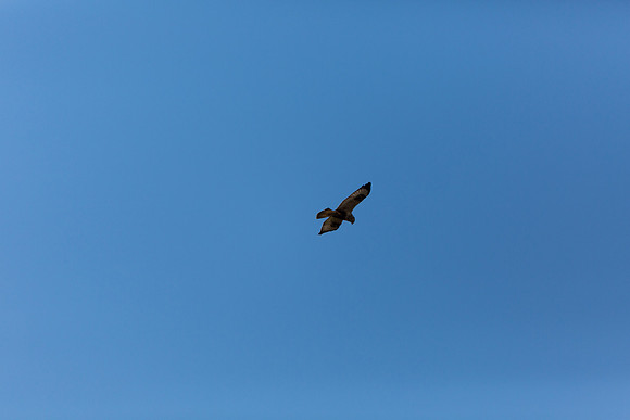 Ducks Unlimited November 2012-9178