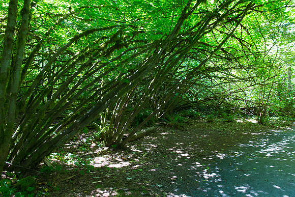 Campbell Valley Park-2158