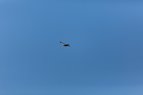 Ducks Unlimited November 2012-9180