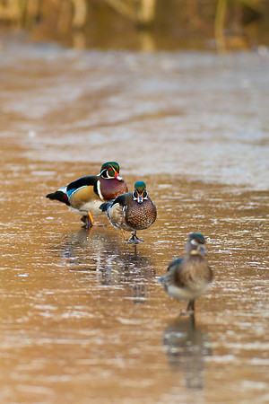 Duck Pond-3782