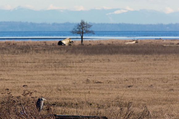 Snowy Owls At Boundary Bay-0183 copy