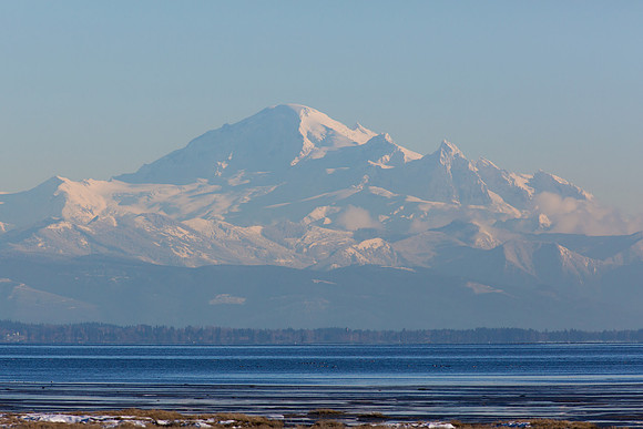 Snowy Owls At Boundary Bay-0193