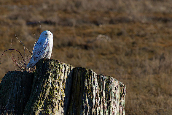 Snowy Owls At Boundary Bay-0204 copy