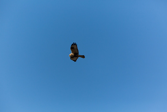 Ducks Unlimited November 2012-9187