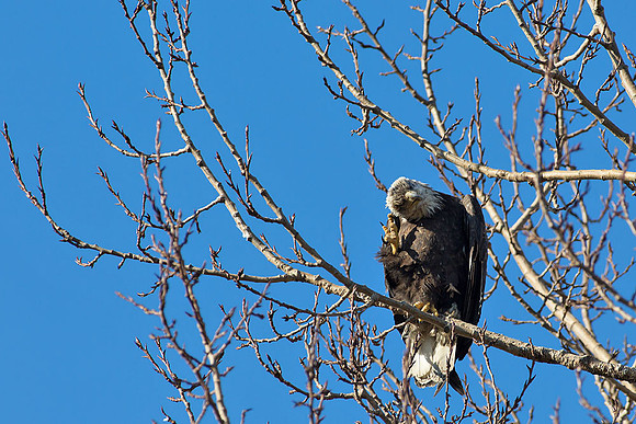 Snowy Owls At Boundary Bay-0163 copy