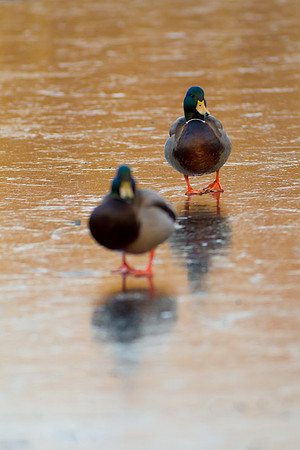 Duck Pond-3714