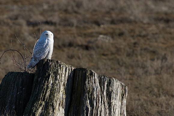 Snowy Owls At Boundary Bay-0204