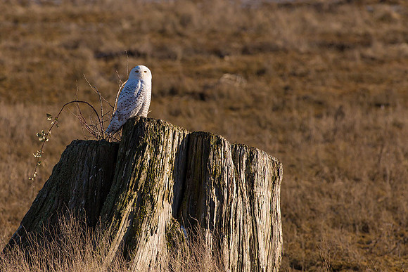 Snowy Owls At Boundary Bay-0197 copy