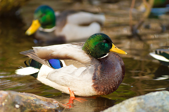 Duck Pond-3748