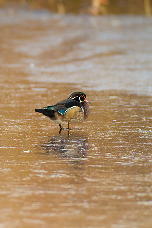 Duck Pond-3779