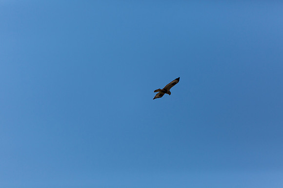 Ducks Unlimited November 2012-9179